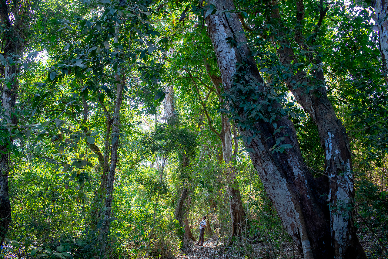 Four Seasons Tamarindo nature