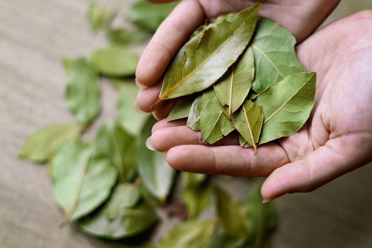 Hanging Bay Leaves on Your Bathroom Door