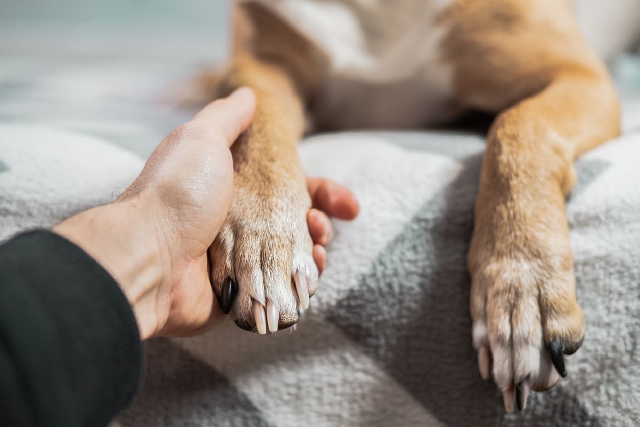Your Dog Keeps Putting Their Paw on You