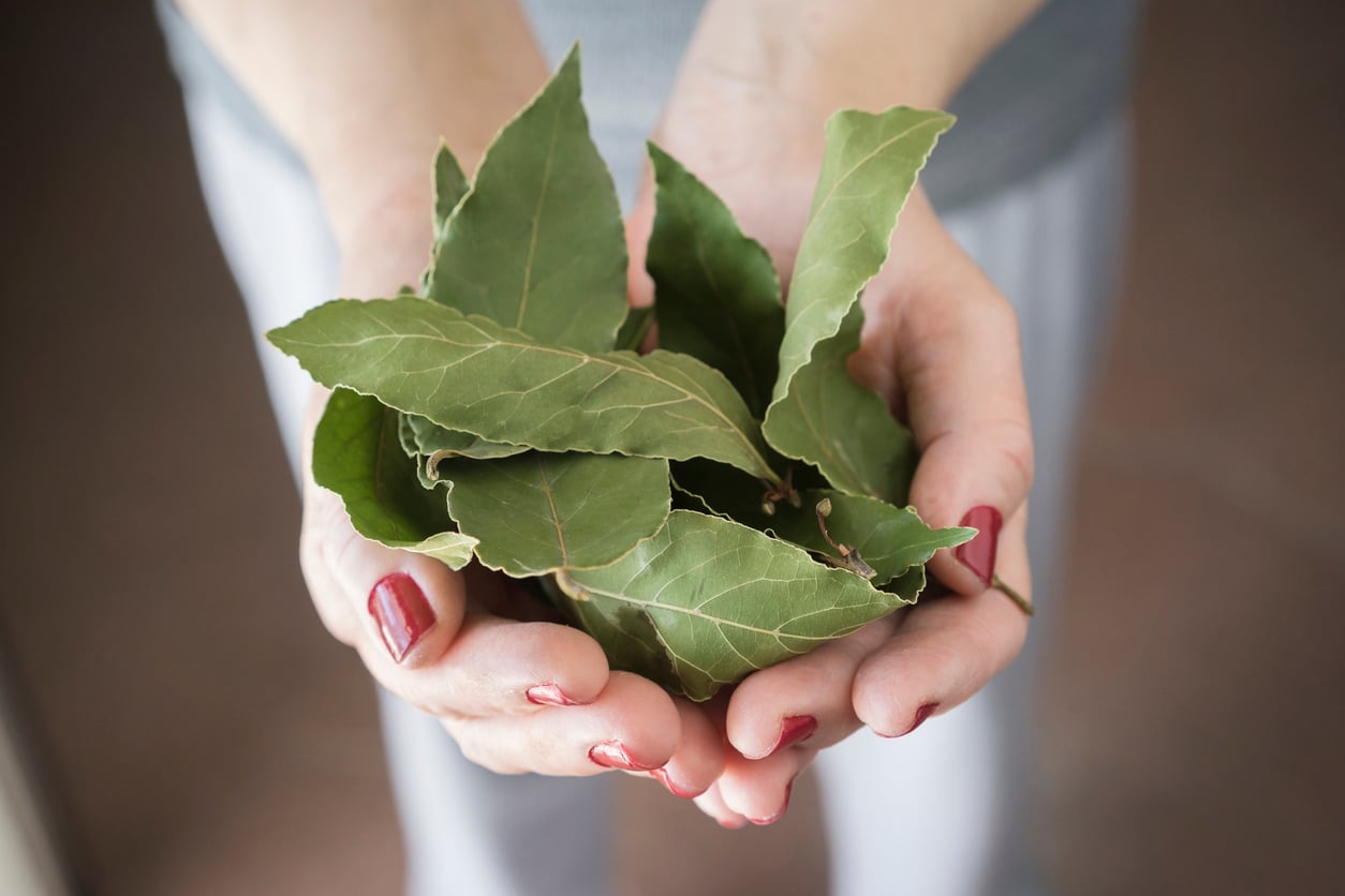 Placing 3 Bay Leaves Under Your Mattress