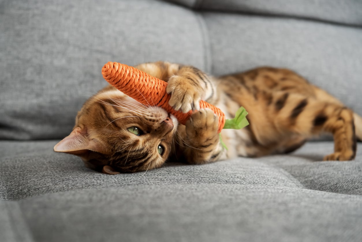 How to Create the Perfect Indoor Paradise for Your Cat