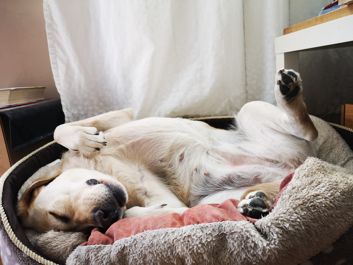 Your Dog Spins in Circles Before Lying Down