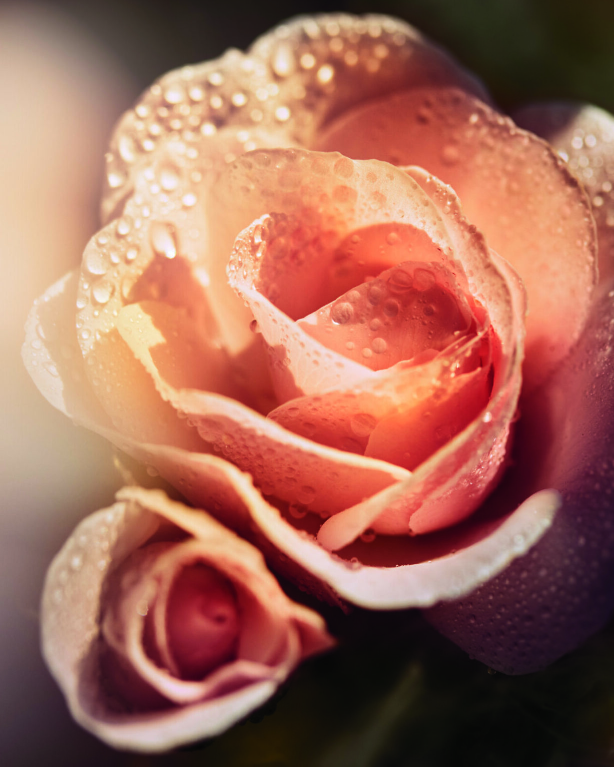 Point System Compass Rose Dior Prestige La Creme: Rose Peptides Longevity Skincare Tips