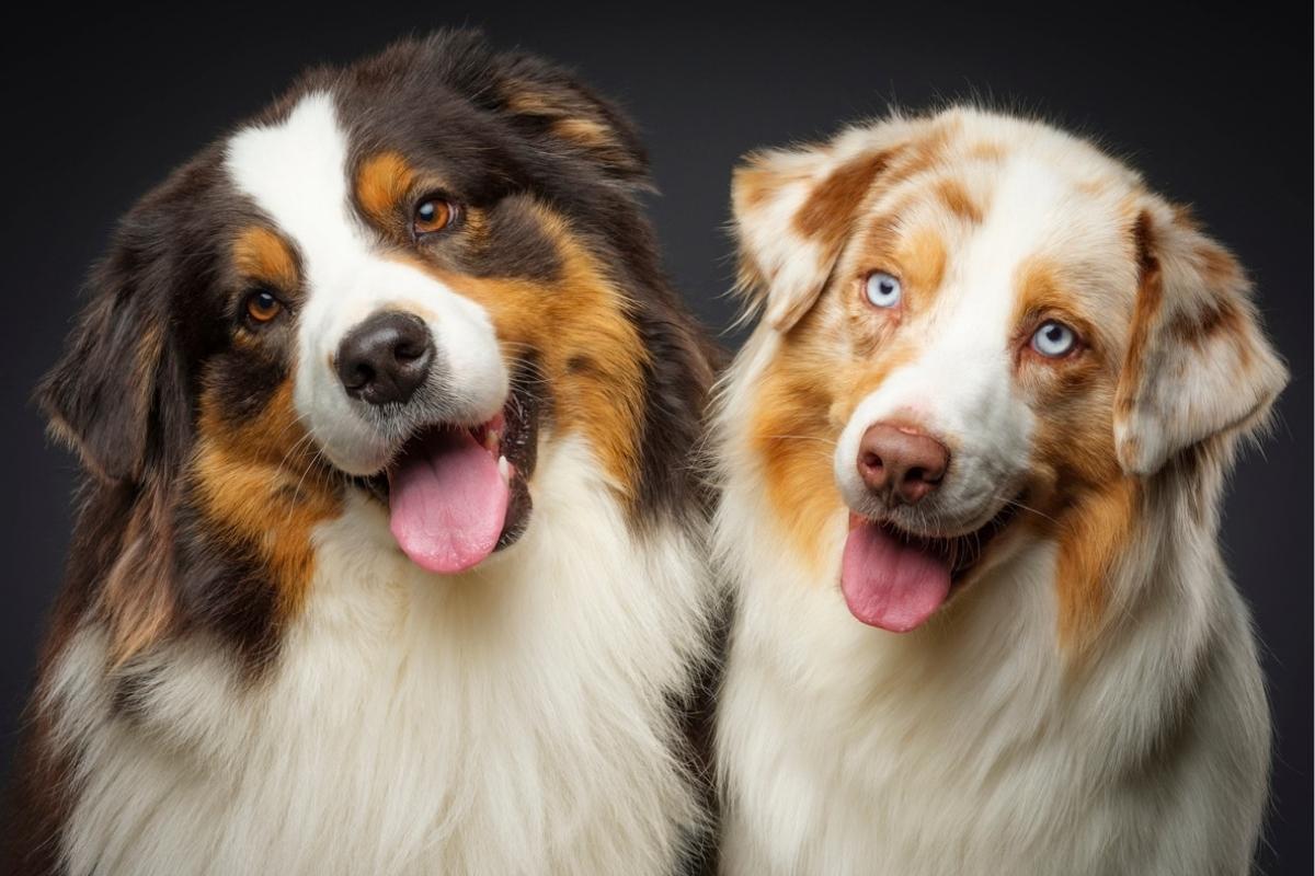Dogs
